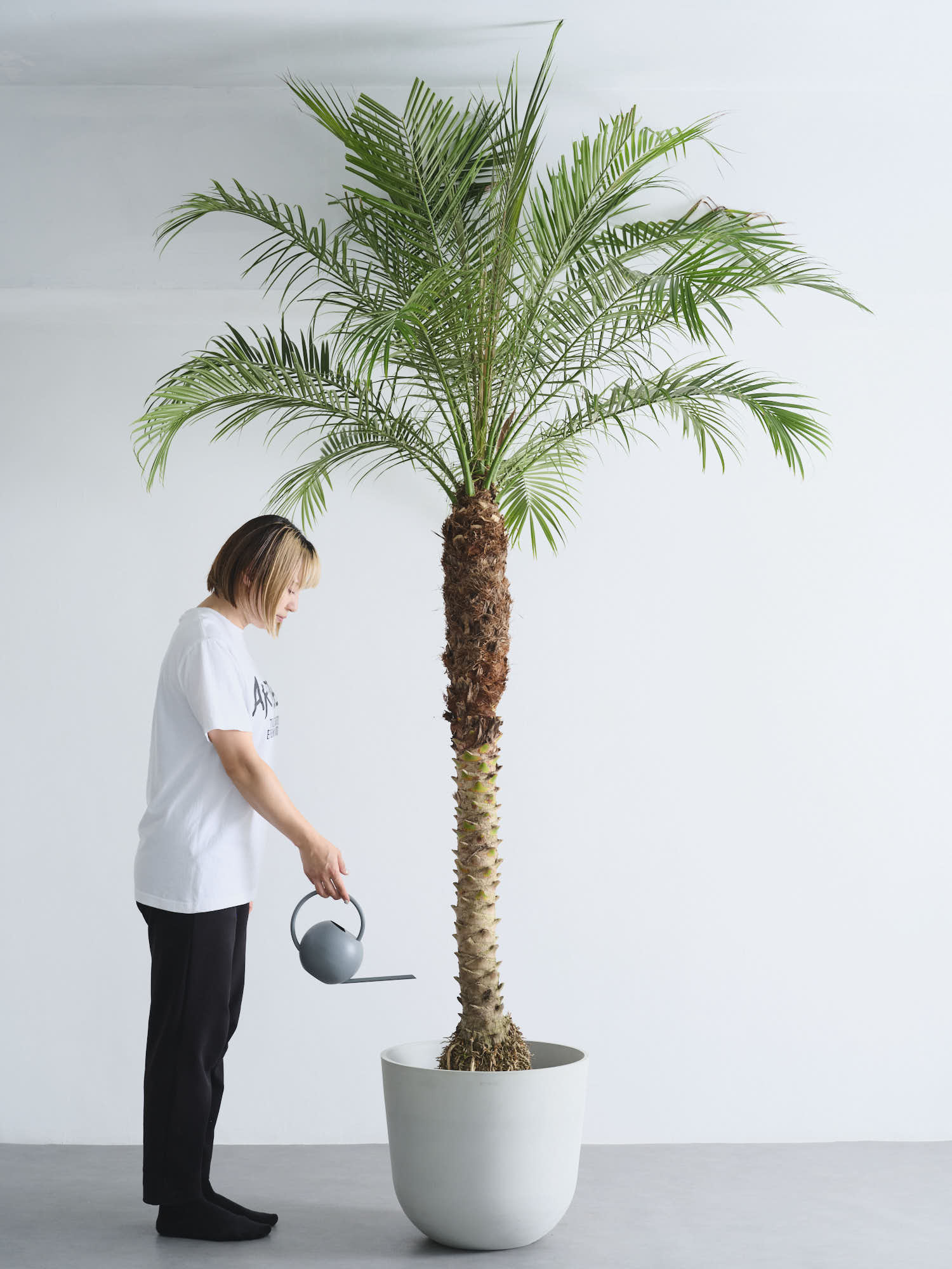 極太フェニックス ロベレニー 2.1メーター観葉植物 鉢植え 引き取り限定 フェニックス・ロベレニー XL 【首都圏限定】 | 観葉植物の通販 AND