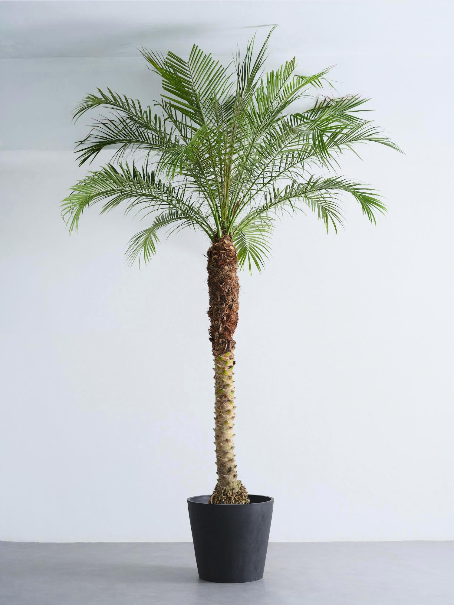 フェニックス・ロベレニー XL 【首都圏限定】 | 観葉植物の通販 AND