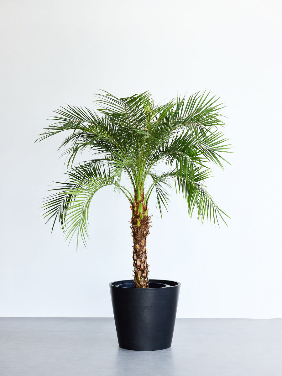 フェニックス・ロベレニー | 観葉植物の通販 AND PLANTS (アンドプランツ)