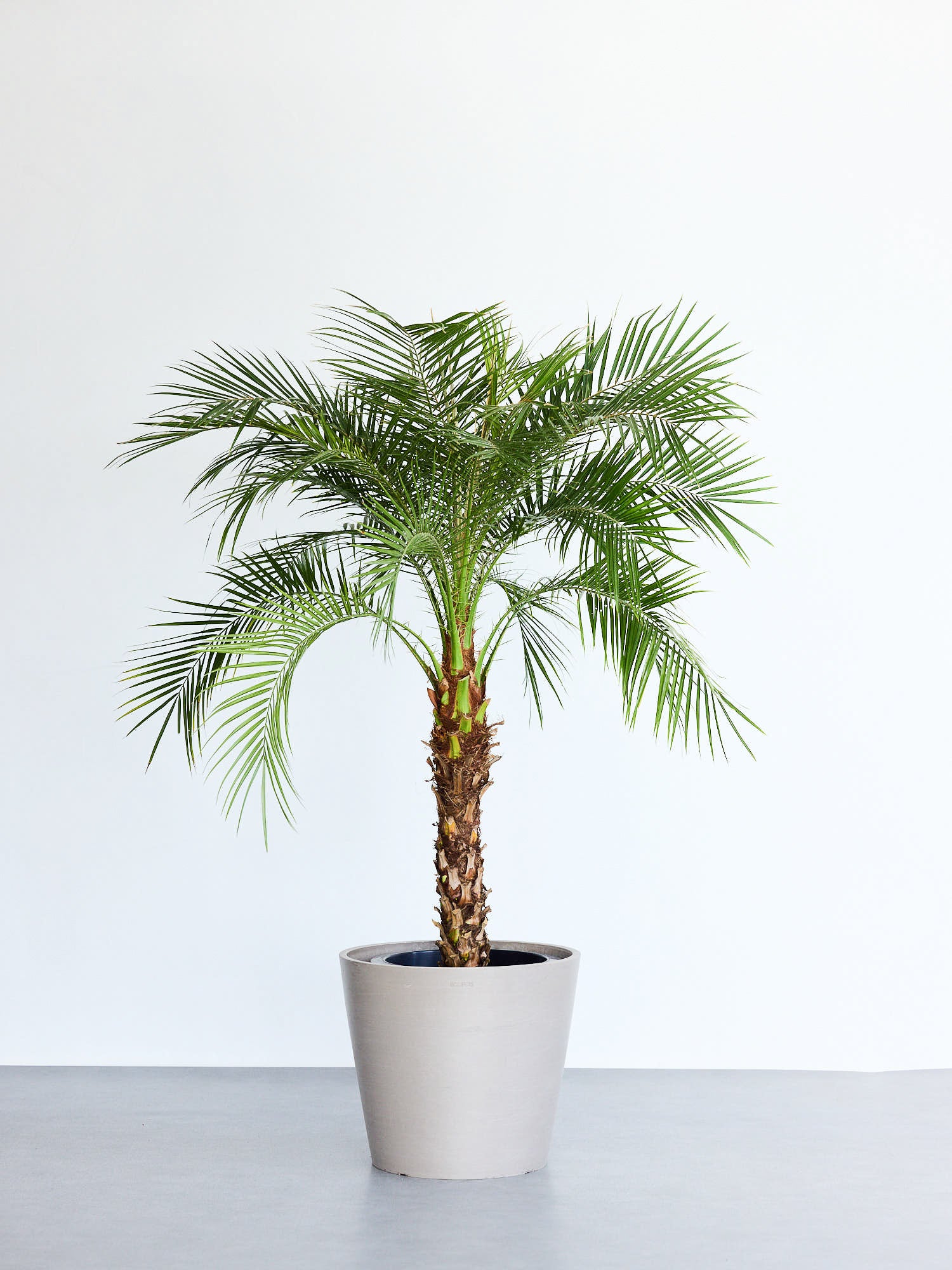 フェニックス ロベレニー A 超大型‼️ 250センチ 観葉植物 