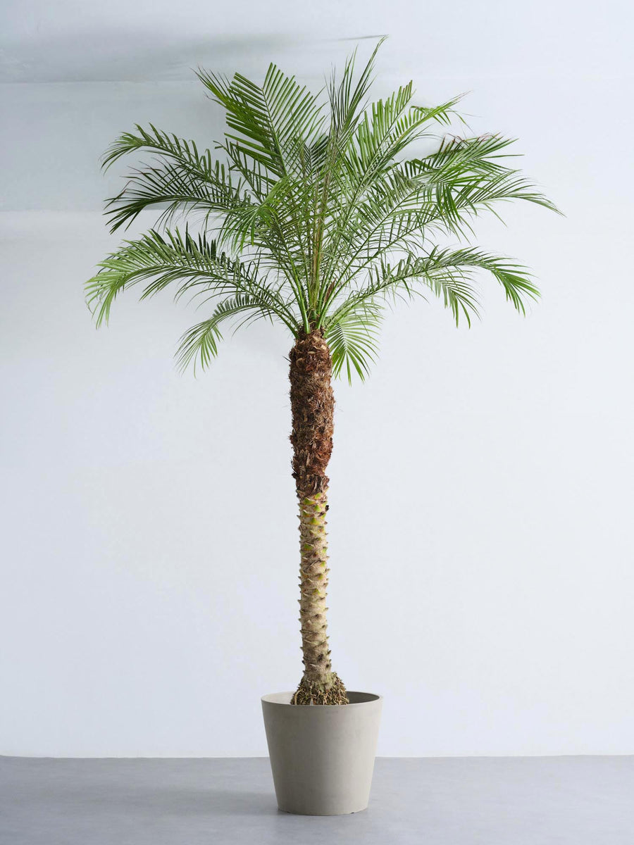 フェニックスロベレニー40 フェニックス・ロベレニー | 観葉植物の通販 AND PLANTS (アンドプランツ)