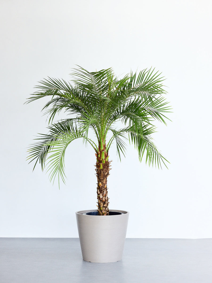 フェニックス・ロベレニー | 観葉植物の通販 AND PLANTS (アンドプランツ)