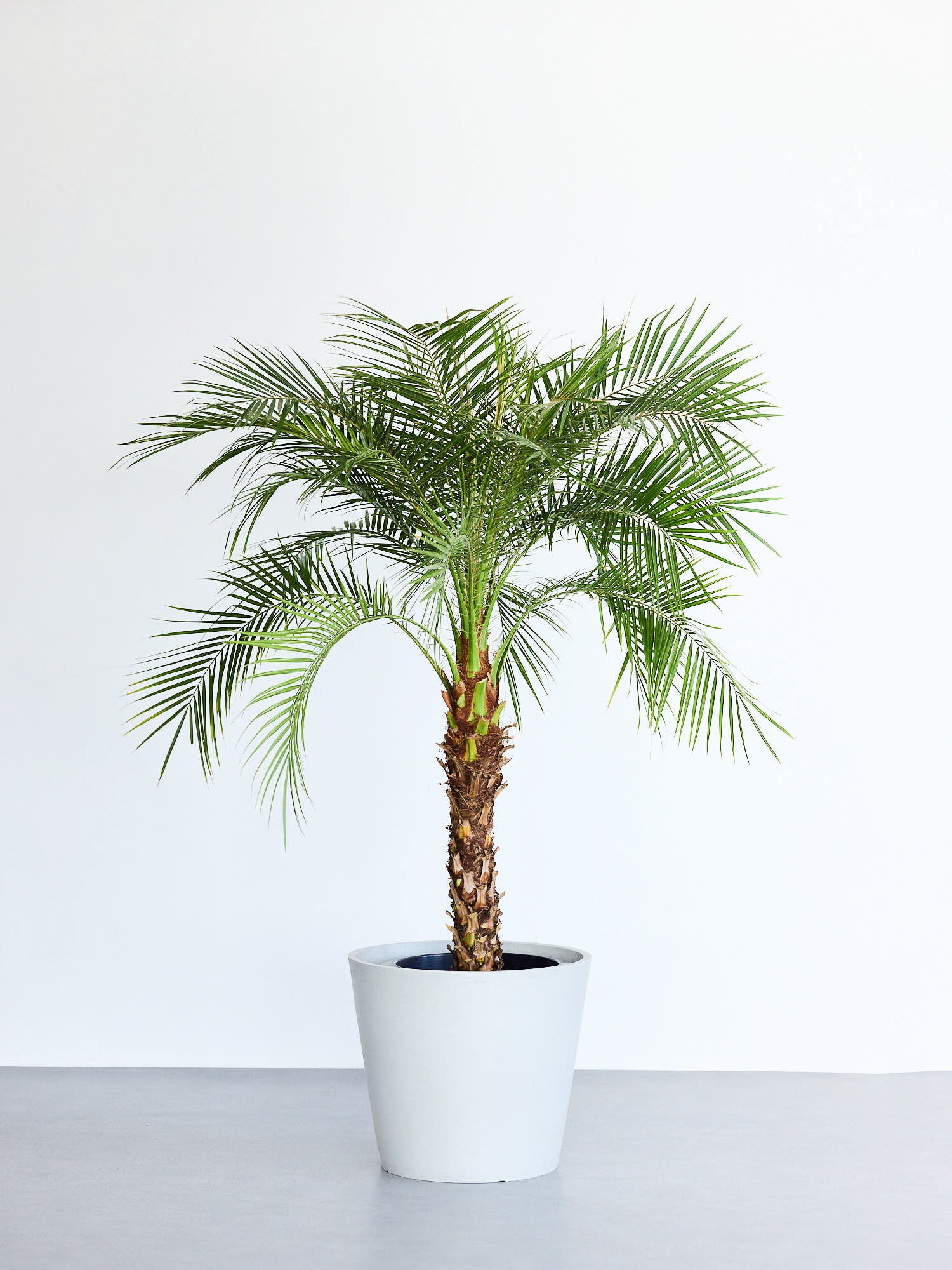 フェニックス・ロベレニー XL 【首都圏限定】 | 観葉植物の通販