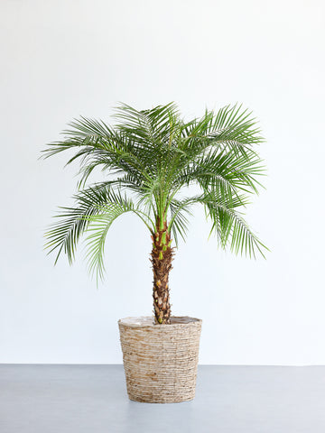 フェニックス・ロベレニー XL 【首都圏限定】(バナナリーフバスケット ナチュラル)