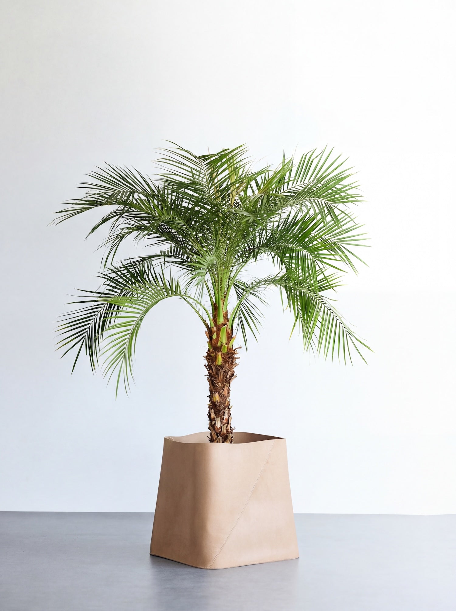 フェニックス・ロベレニー XL 【首都圏限定】(レザーカバー ベージュ)