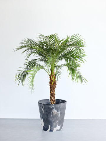 フェニックス・ロベレニー XL 【首都圏限定】(樹脂ポット ブラックマーブル)