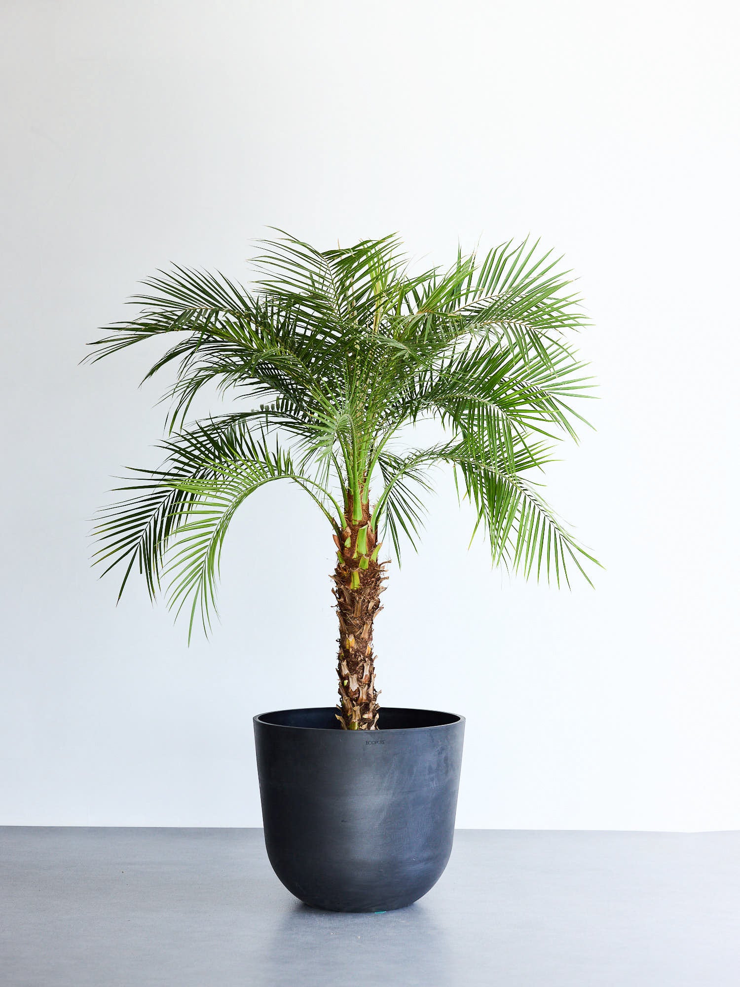 フェニックス・ロベレニー XL 【首都圏限定】(レザーカバー ベージュ)