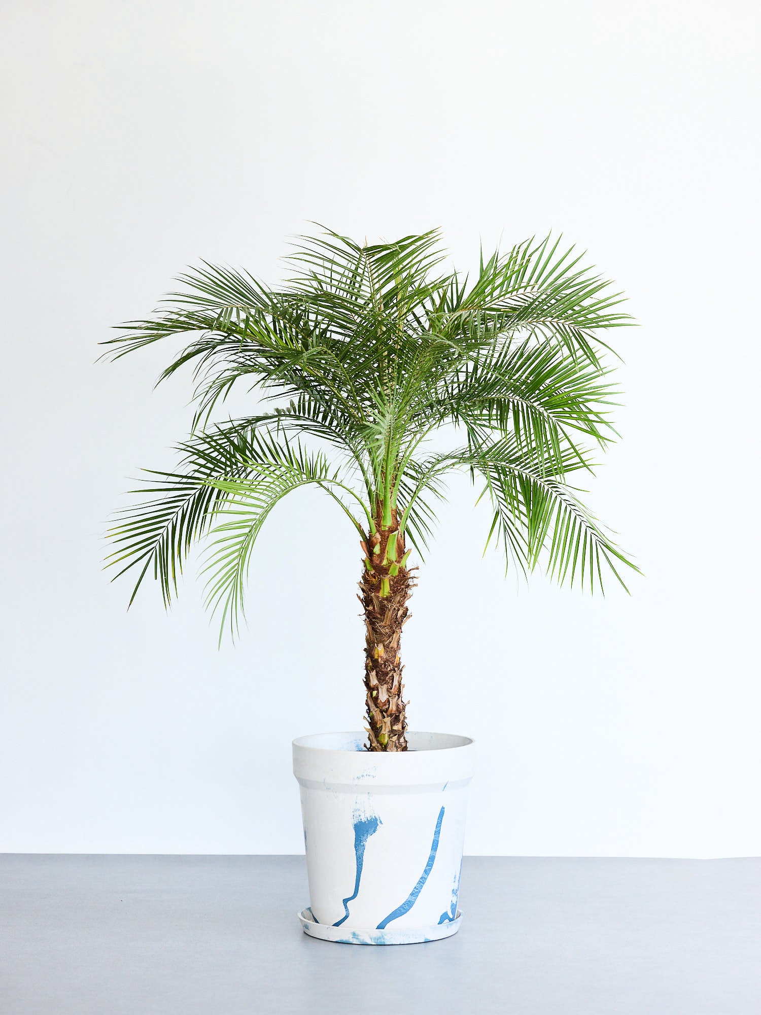 フェニックス・ロベレニー XL 【首都圏限定】(アーバンプランツポット マーブルミルク)