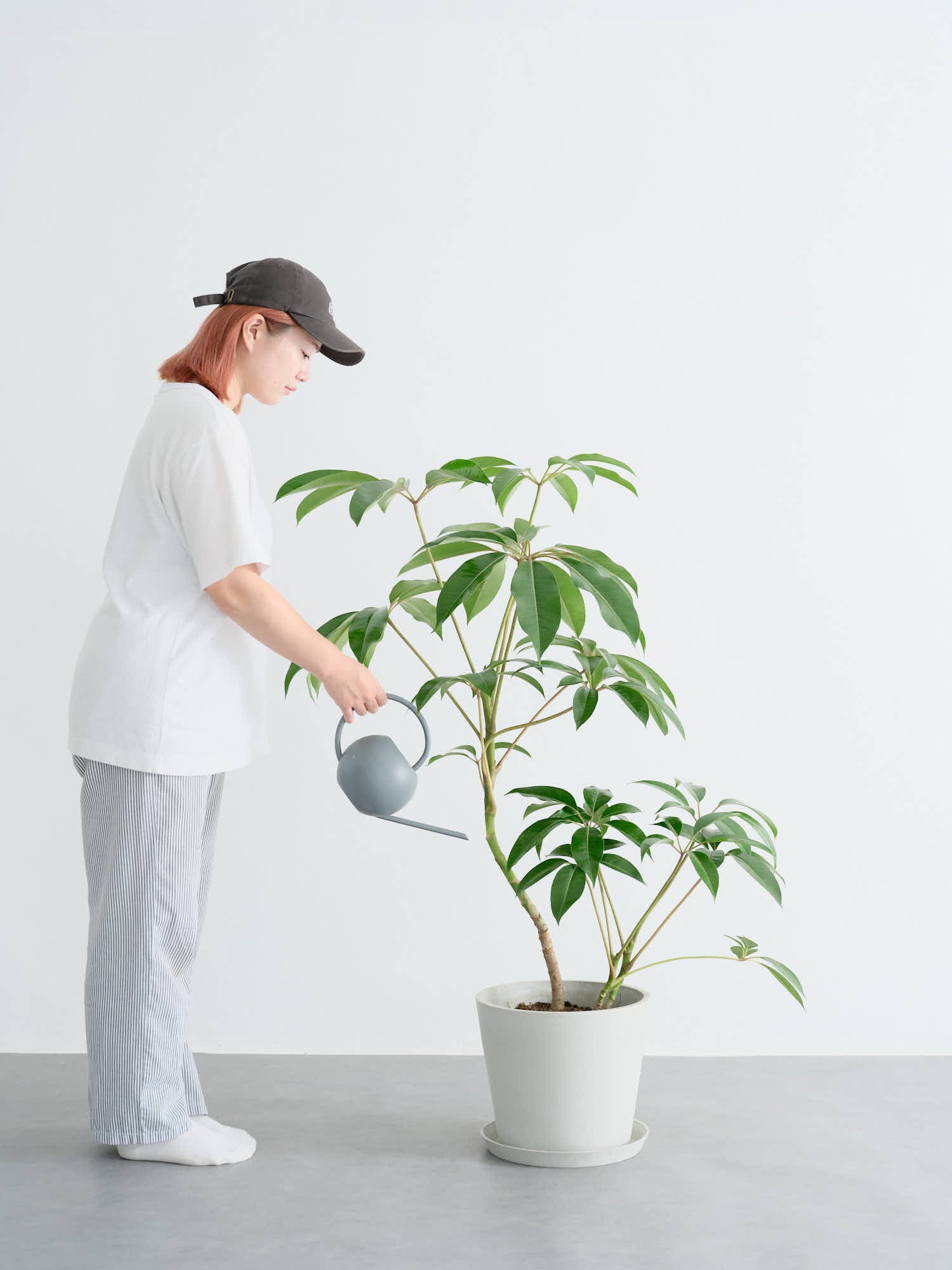 ツピダンサス まがり L | 観葉植物の通販 AND PLANTS (アンド