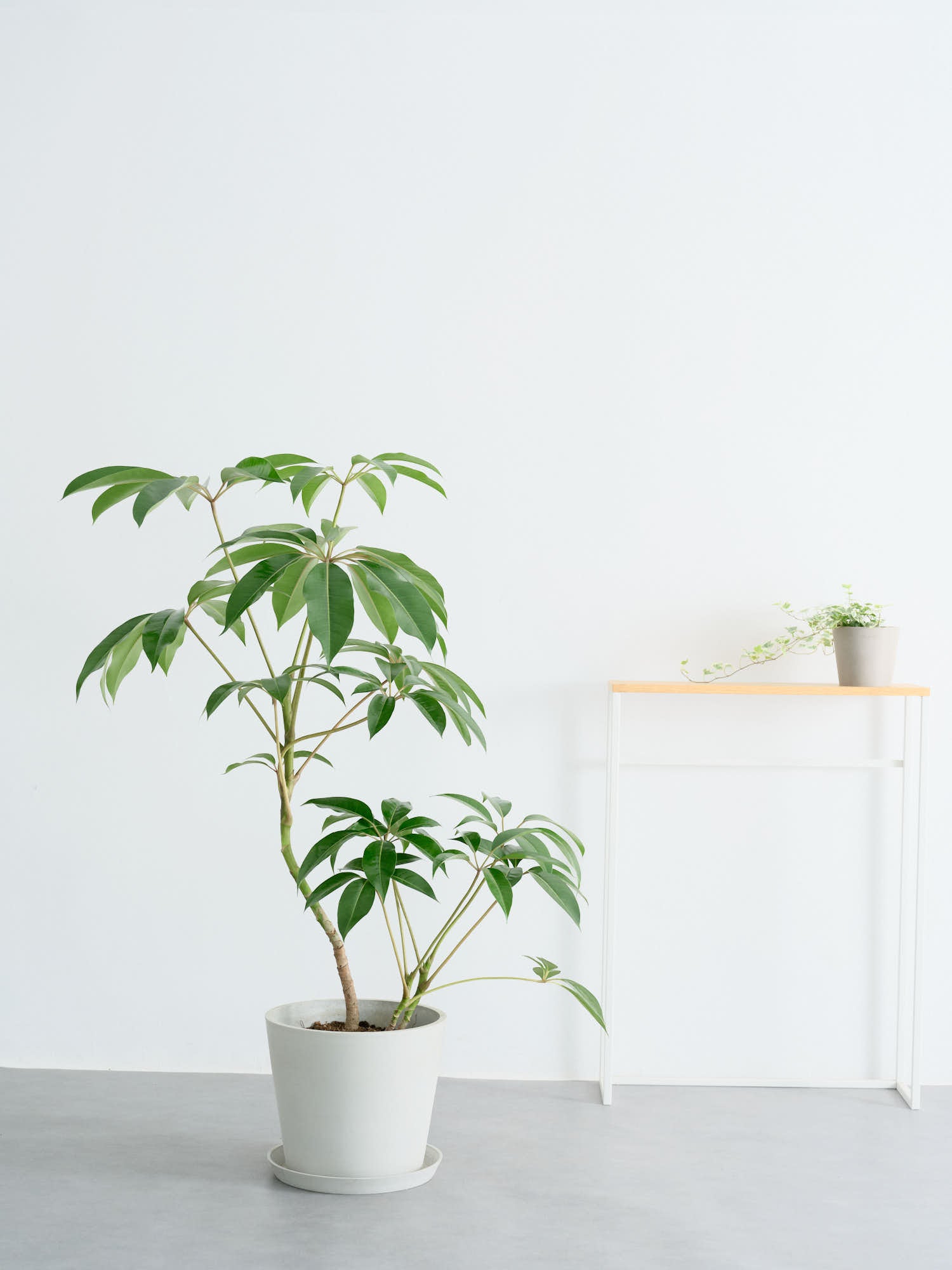 ツピダンサス まがり L | 観葉植物の通販 AND PLANTS (アンドプランツ)