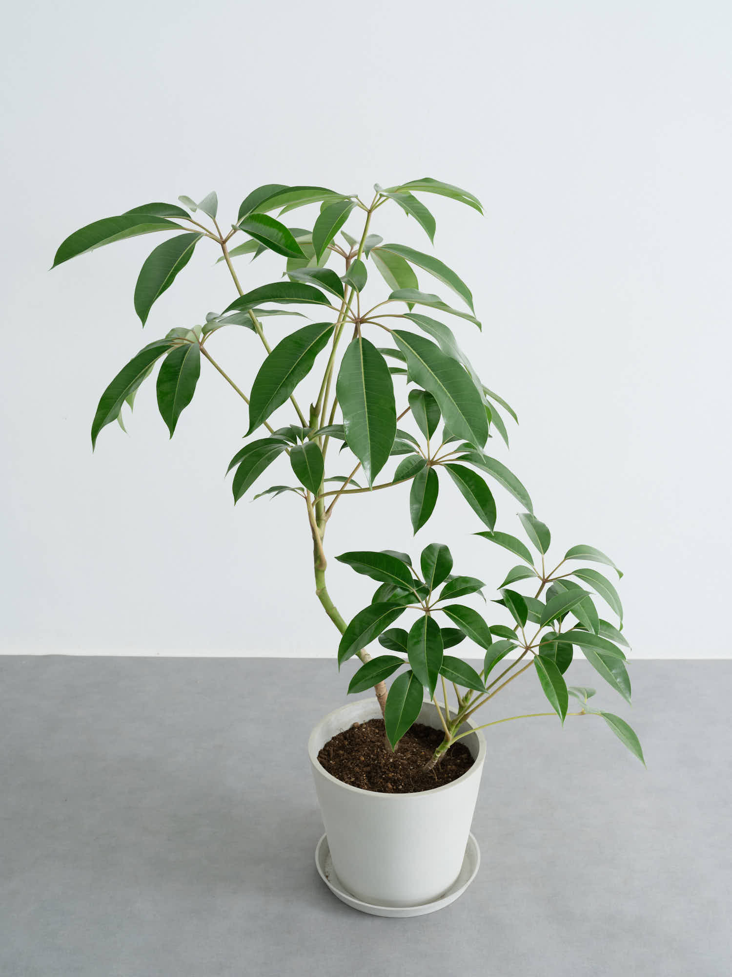 ツピダンサス まがり L | 観葉植物の通販 AND PLANTS (アンドプランツ)