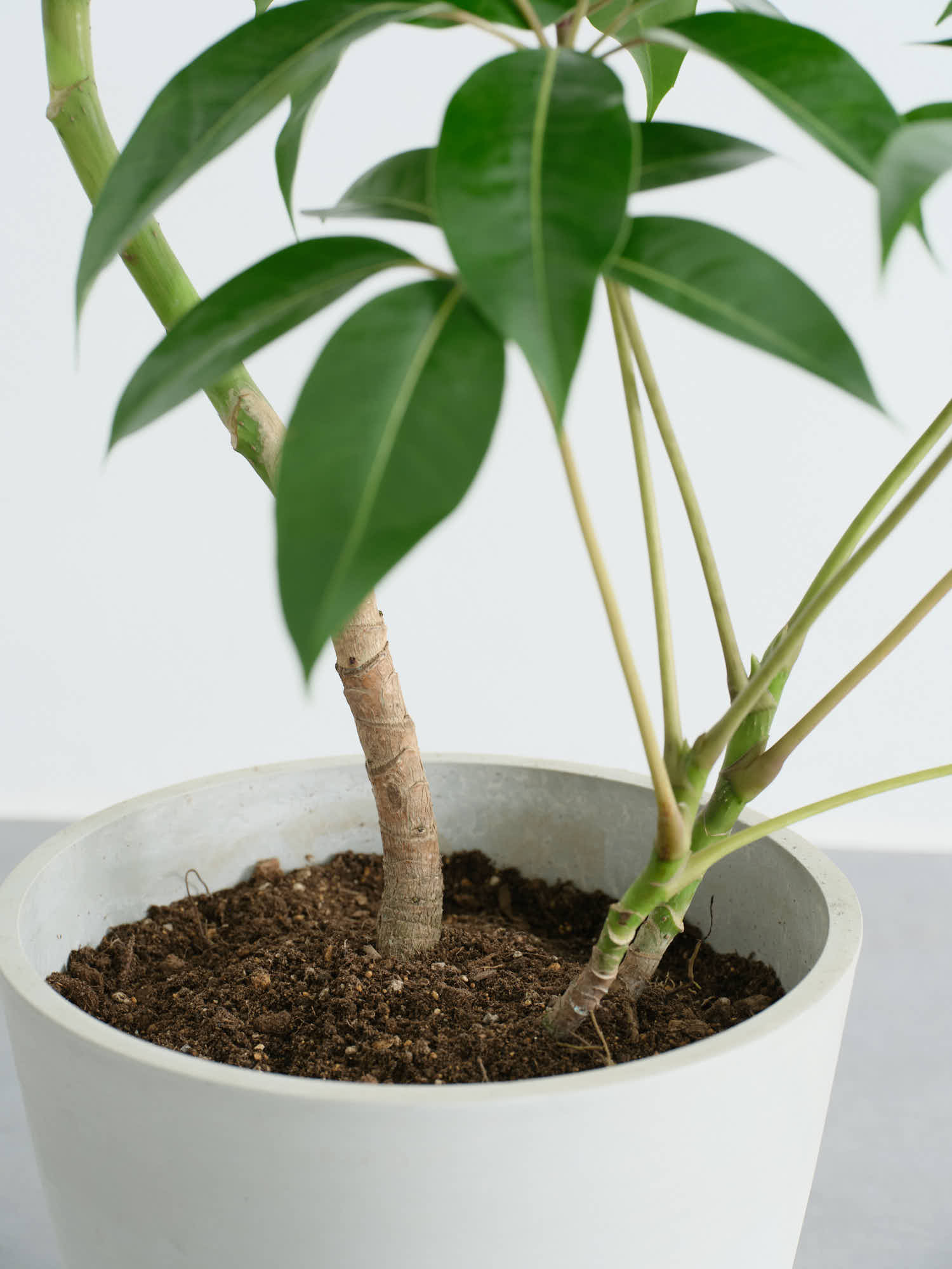 観葉植物】ツピダンサス (沖縄県/手渡し希望！)