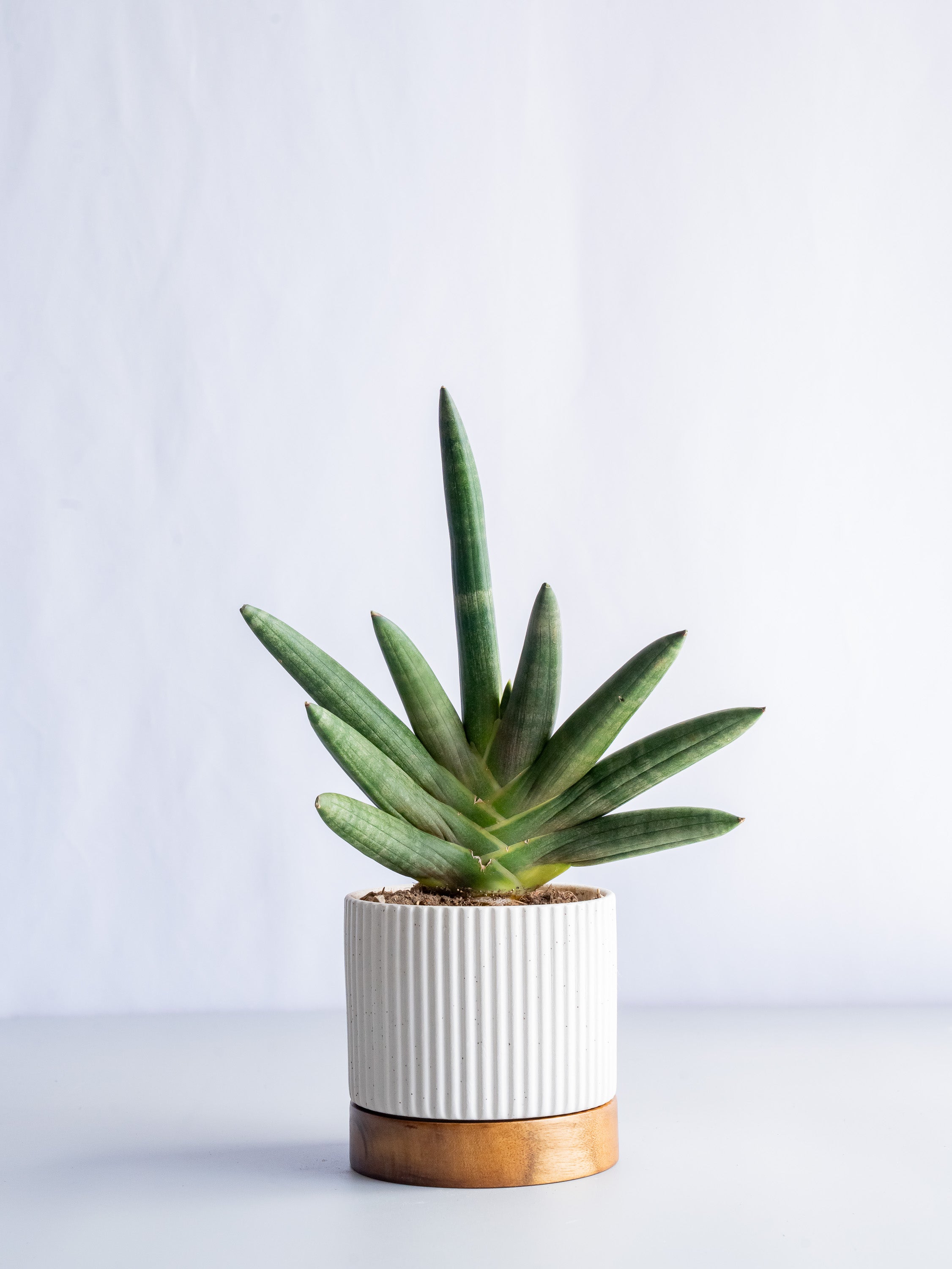 【一点もの】サンスベリア・ブラックボンセレンシス Table-M