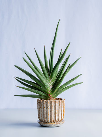 【一点もの】サンスベリア・ギガスパイキー Table-M