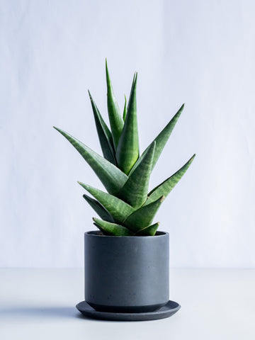 【一点もの】サンスベリア・インドツー Table-M