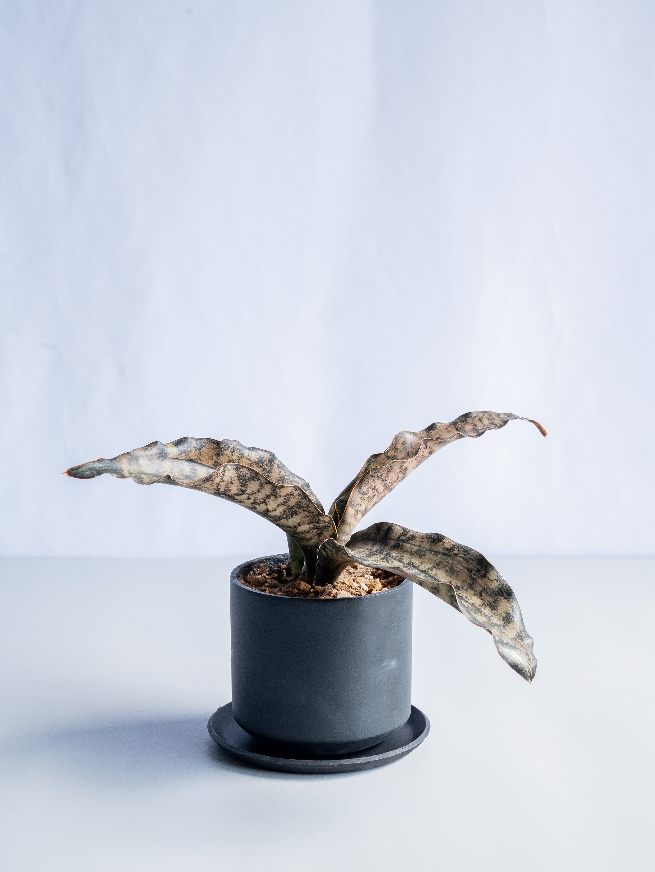 【一点もの】サンスベリア・キルキー Table-M