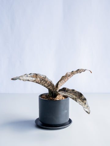 【一点もの】サンスベリア・キルキー Table-M