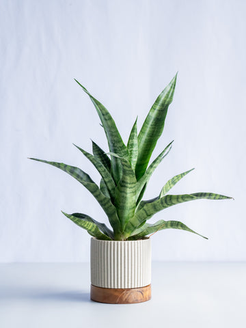 【一点もの】サンスベリア・トリシファータ Table-M