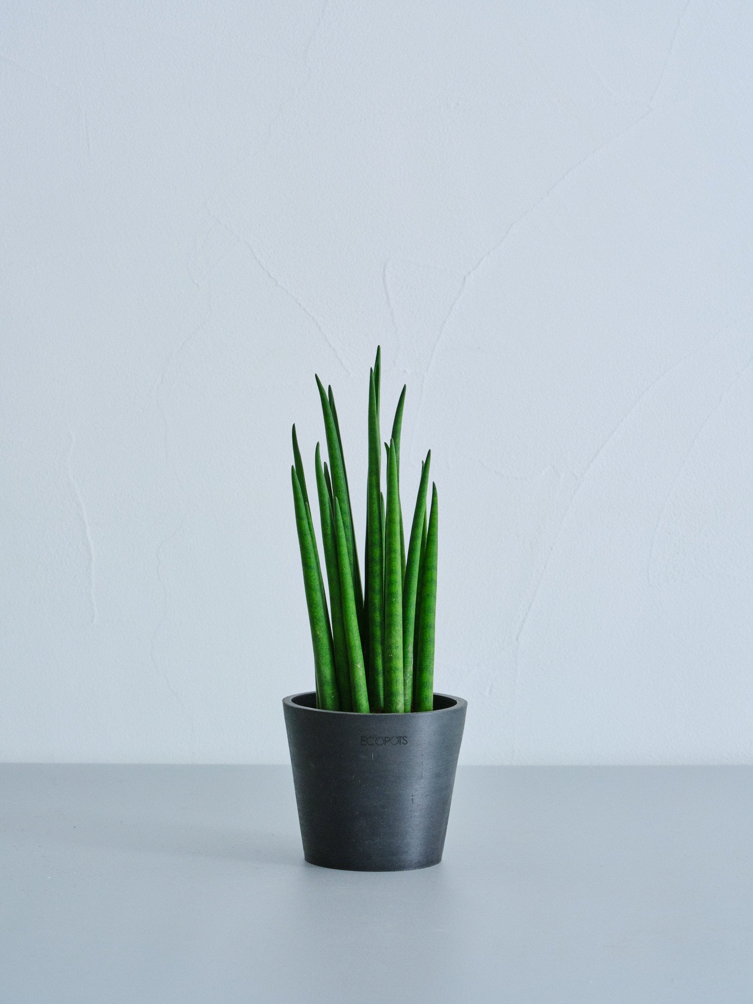 サンスベリア・バキュラリス Table-S（ECOPOTS Amsterdam10）