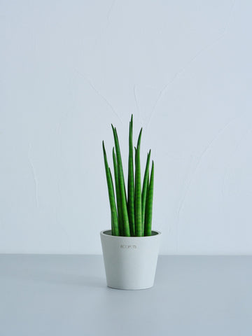 サンスベリア・バキュラリス Table-S