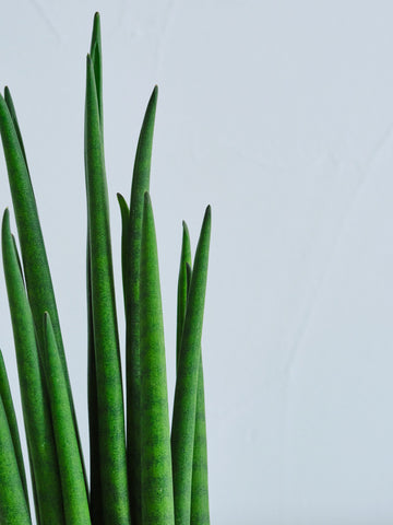 サンスベリア・バキュラリス Table-S