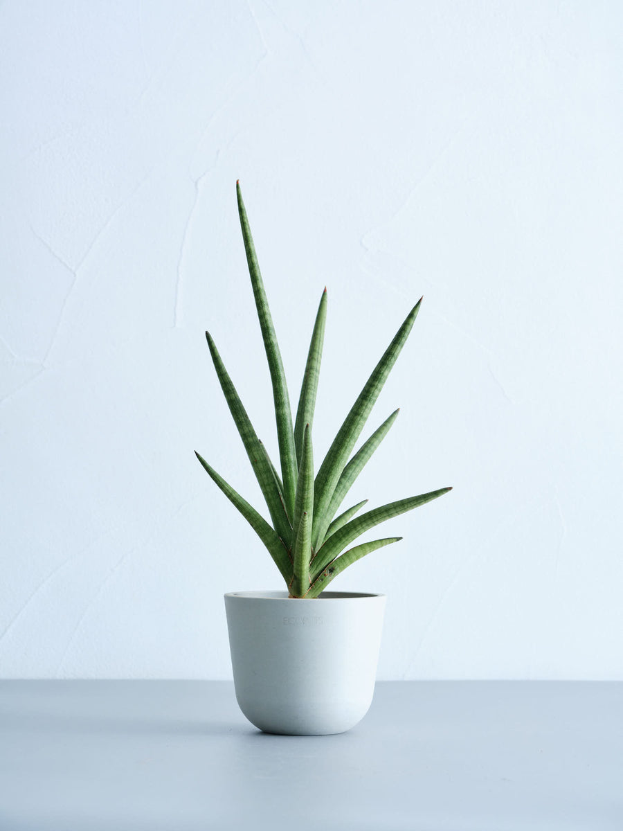 サンスベリア 3号 | 観葉植物の通販 AND PLANTS (アンドプランツ)