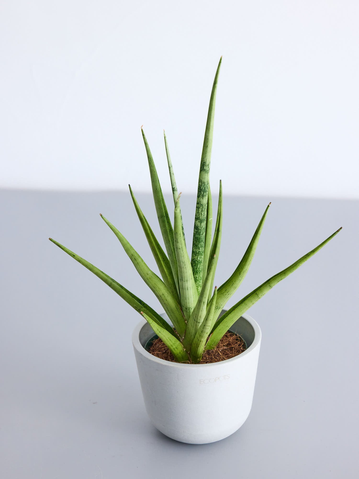 サンスベリア・グラシリス Table-S | 観葉植物の通販 AND PLANTS