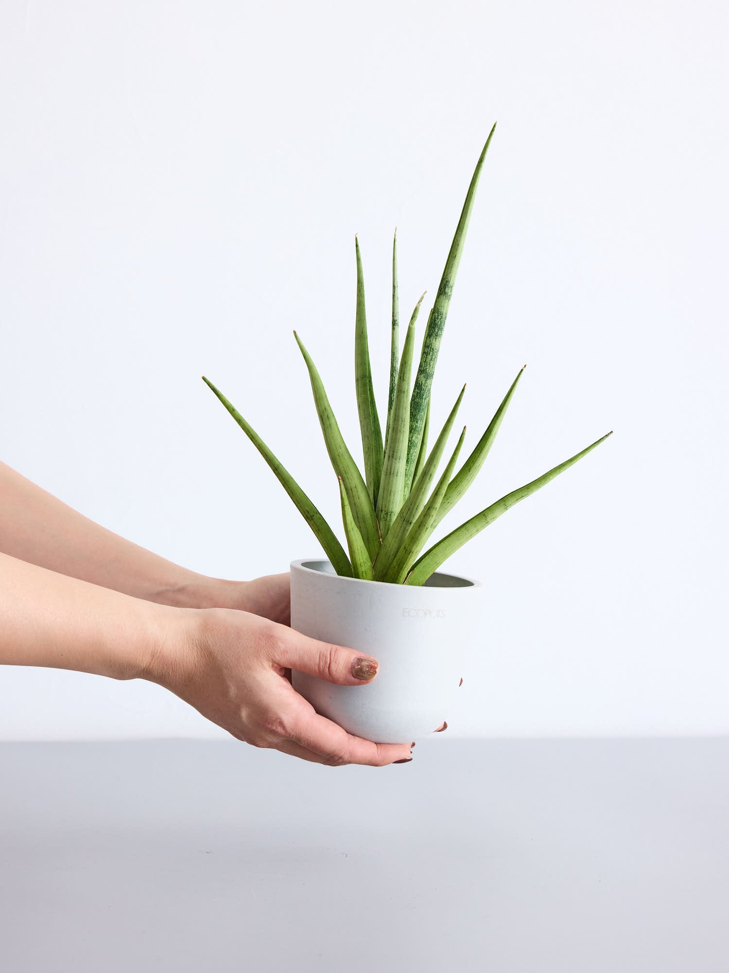 サンスベリア・グラシリス Table-S | 観葉植物の通販 AND PLANTS