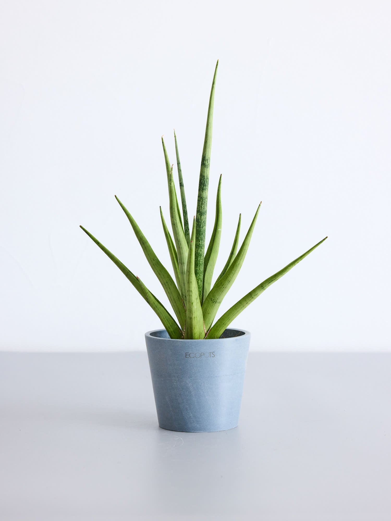 サンスベリア・グラシリス3号