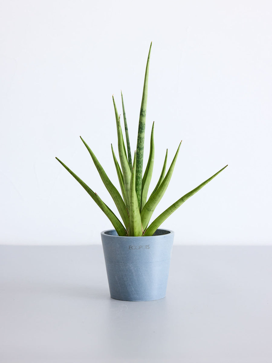 サンスベリア グラシリス　7寸 サンスベリア・グラシリス | 観葉植物の通販 AND PLANTS (アンドプランツ)