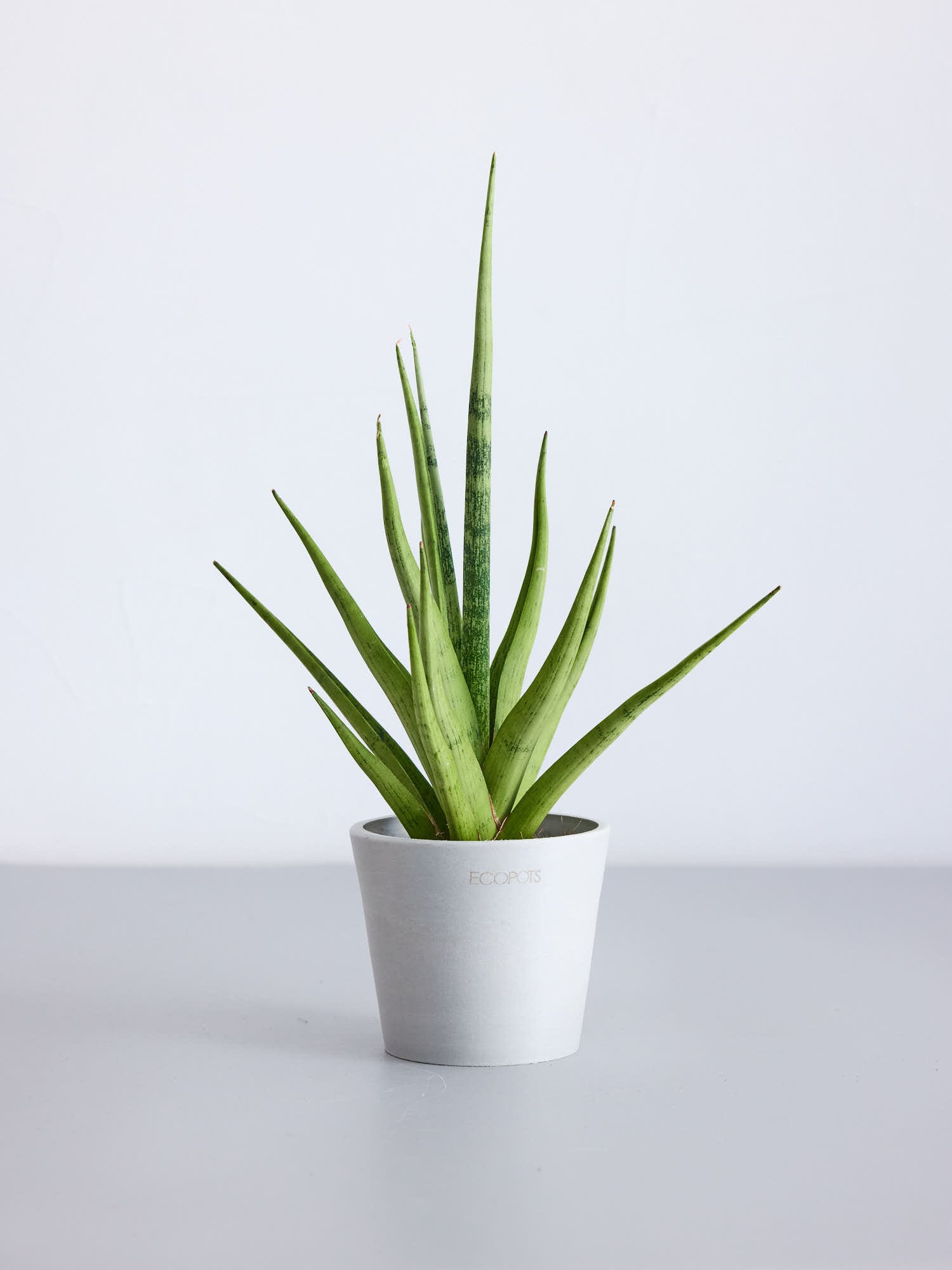 サンスベリア・グラシリス Table-S | 観葉植物の通販 AND PLANTS