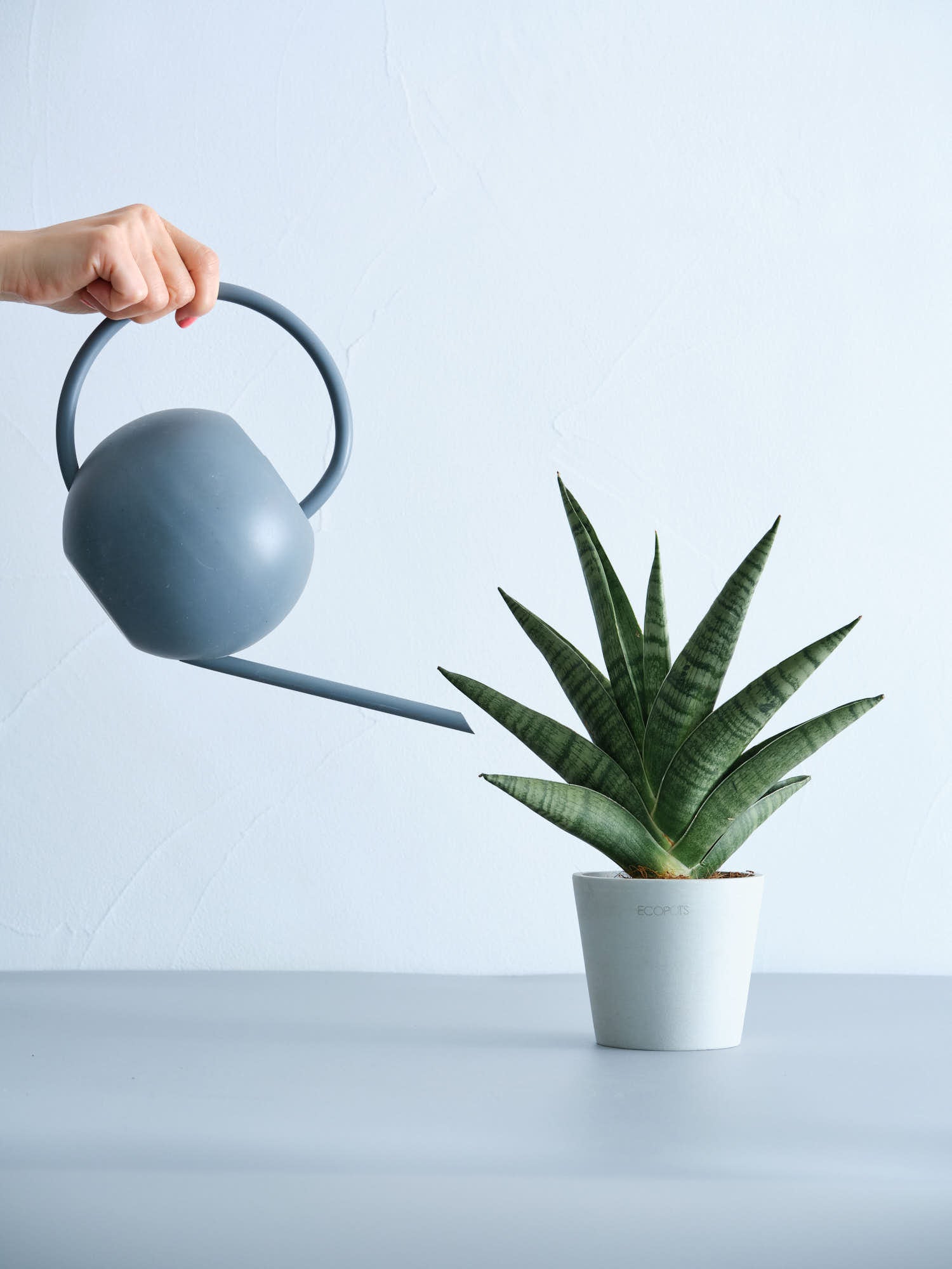 EMP サンセベリア サンディー San Dee / ※2枚目以降SA320 EMP サンセベリア サンディー San Dee / ※2枚目以降SA320