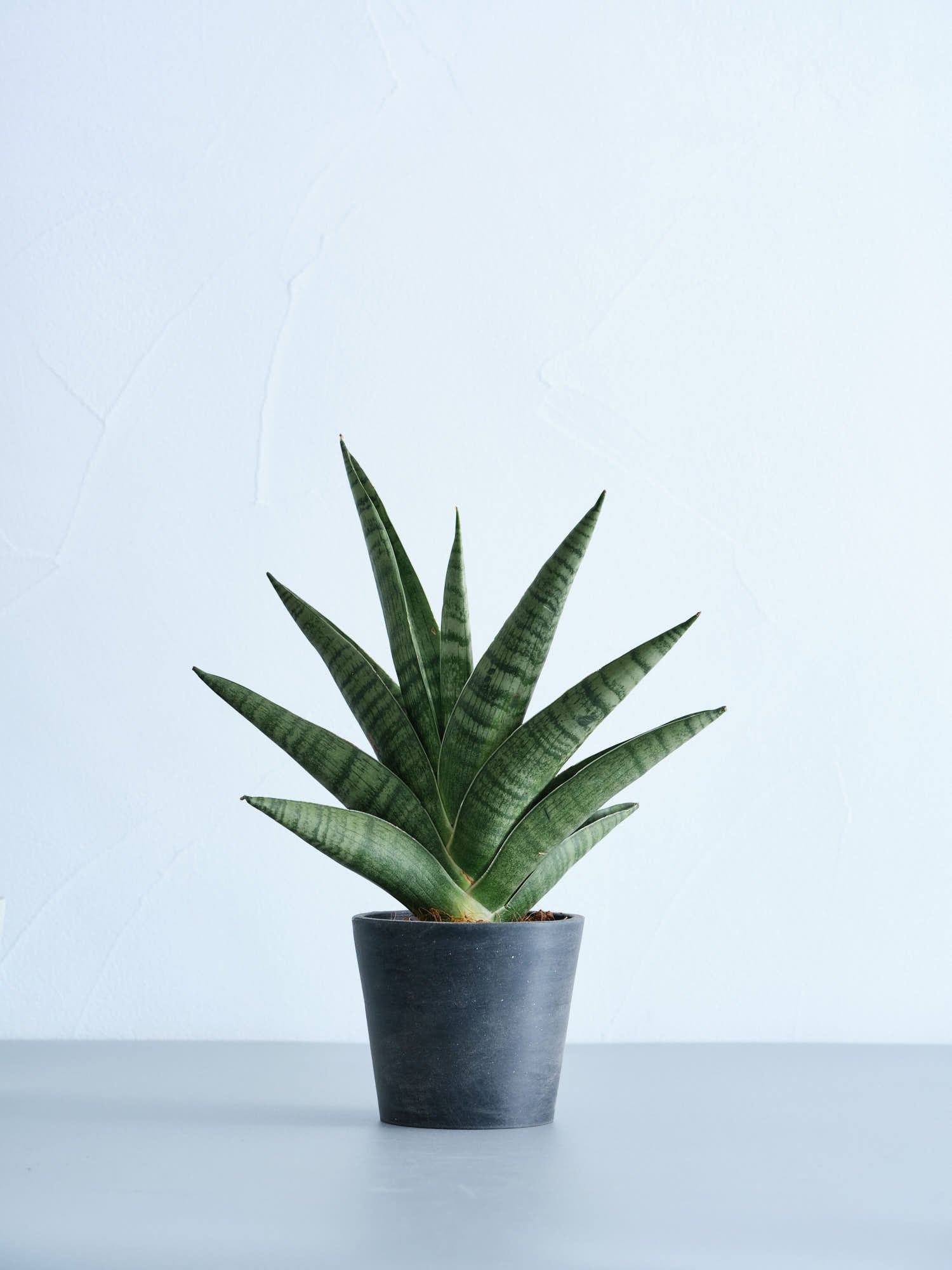 サンスベリア Sansevieria | ID サンスベリア⁄サンセベリア HomePage 
