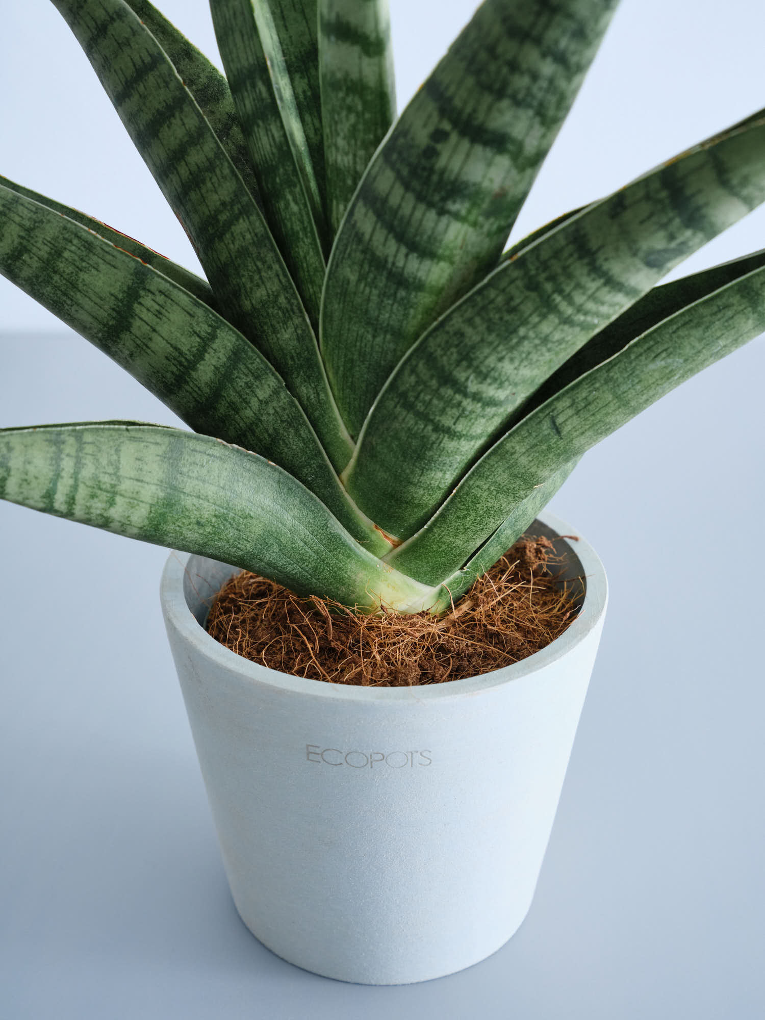 サンスベリア・インディ Table-S | 観葉植物の通販 AND PLANTS (アンド