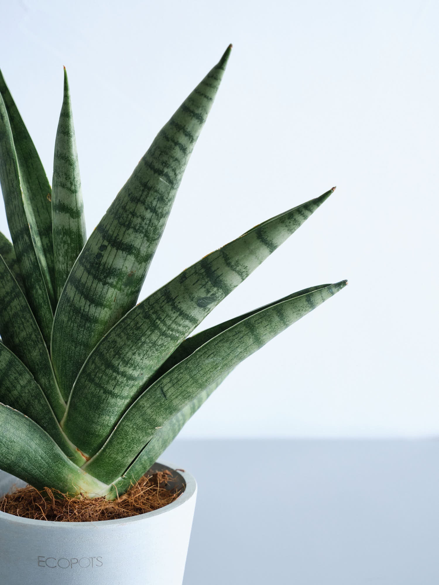 サンスベリア・インディ Table-S | 観葉植物の通販 AND PLANTS (アンド