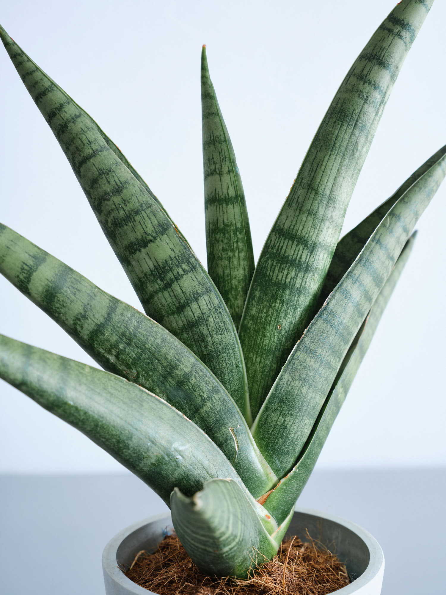 EMP サンセベリア サンディー San Dee / ※2枚目以降SA320 サンセベリア サワディー 「Sansevieria Sawasdee」9/2-26C-2 |