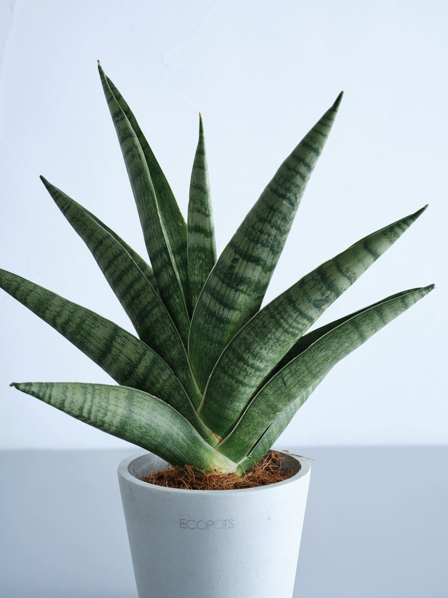 サンスベリア・インディ Table-S | 観葉植物の通販 AND PLANTS (アンド