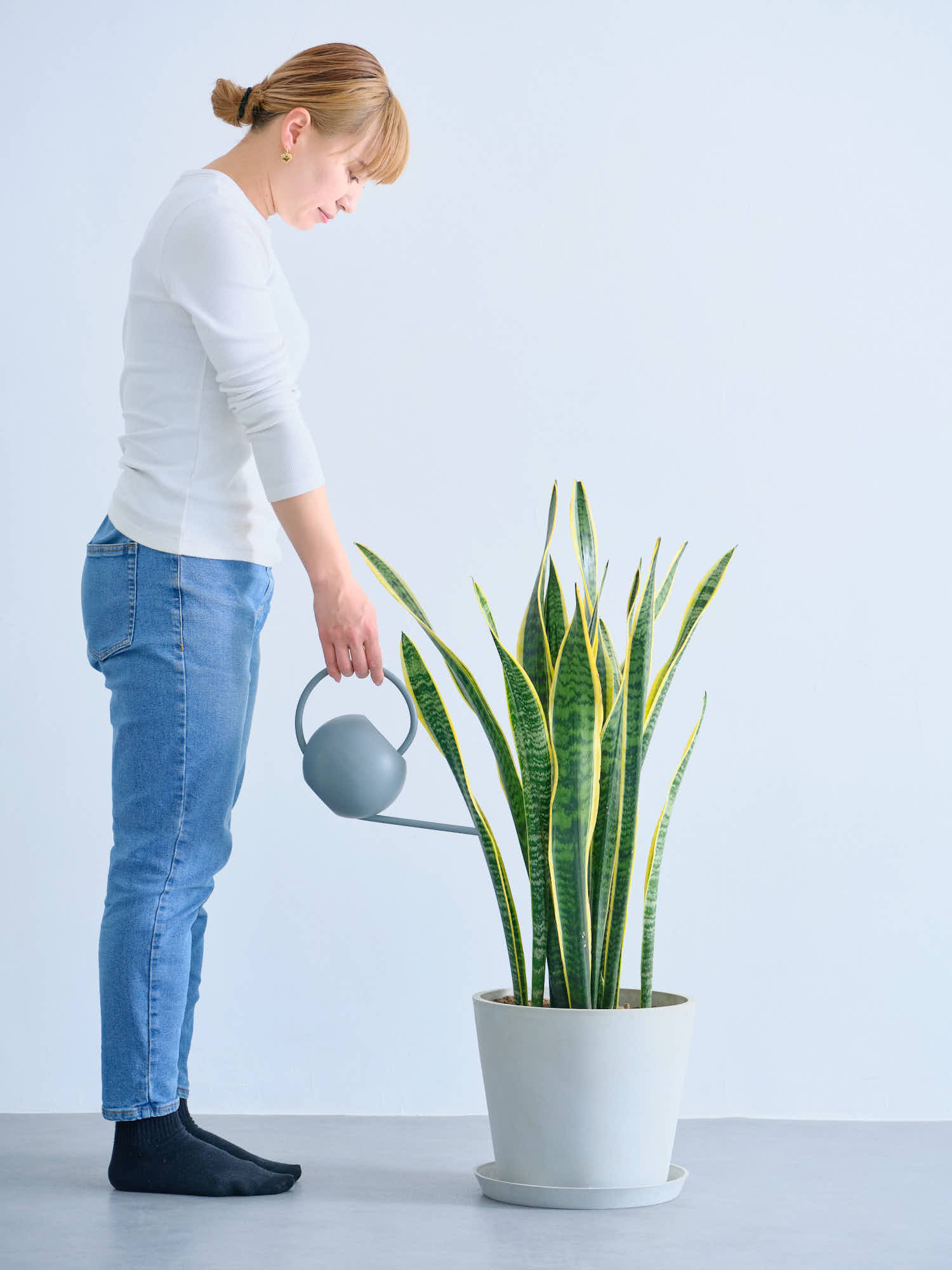 サンセベリア　ローレンティ　1株 観葉植物 サンセベリア・ローレンティ 7号 プラスチックカバー付