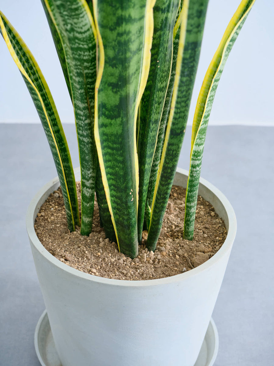 サンスベリア 10号 | 観葉植物の通販 AND PLANTS (アンドプランツ)