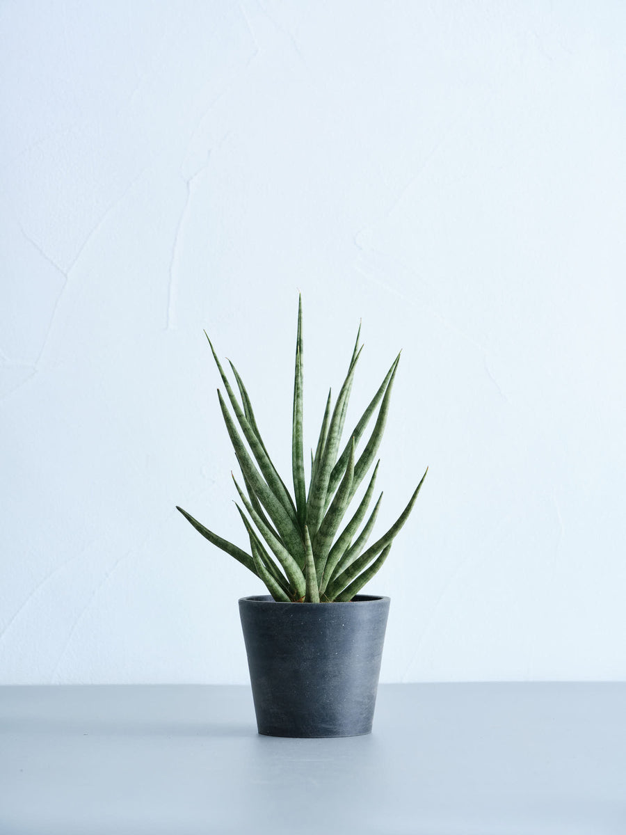 サンスベリア・トーチ 3号 | 観葉植物の通販 AND PLANTS (アンドプランツ)