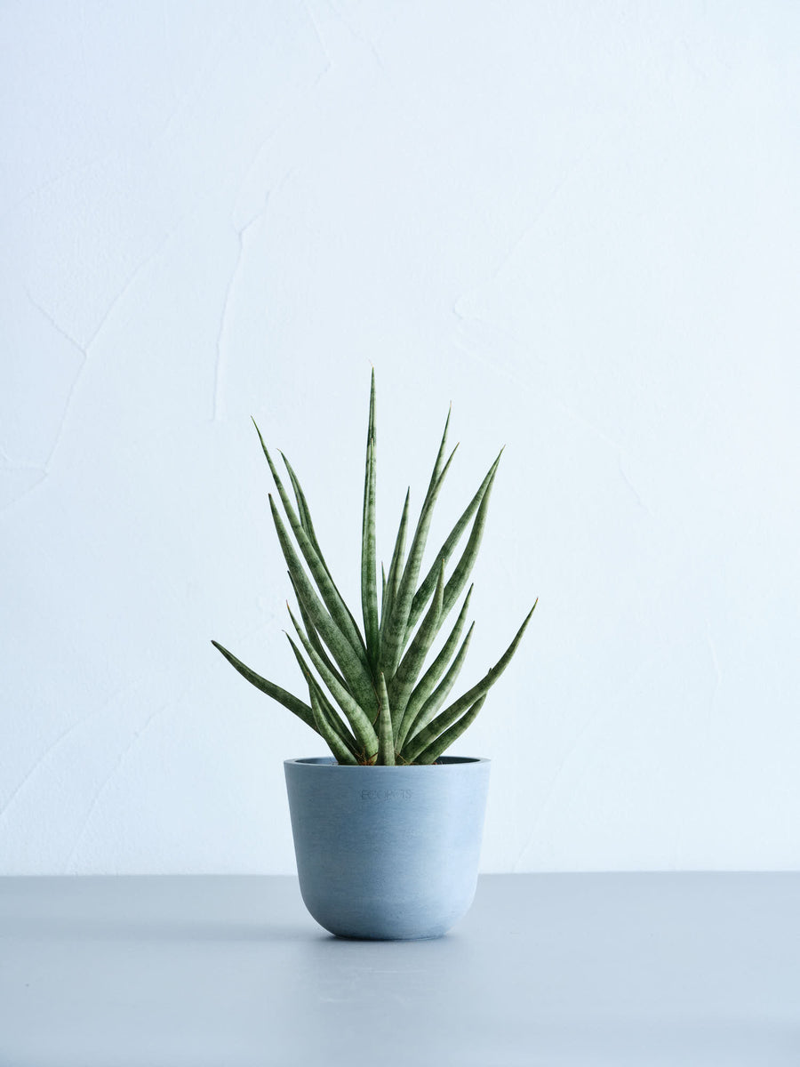サンスベリア　トーチ 開花間近　花芽付き サンスベリア・トーチ | 観葉植物の通販 AND PLANTS (アンドプランツ)