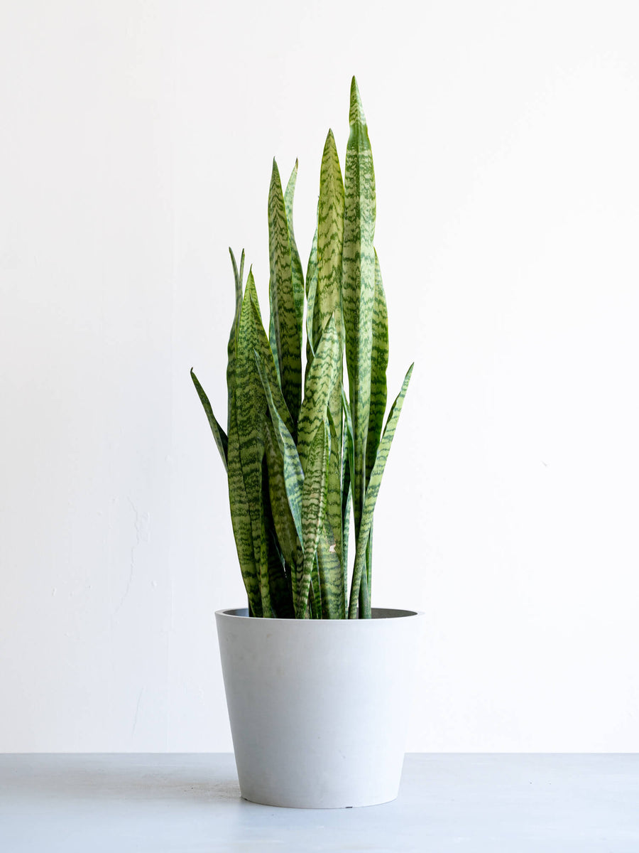 サンスベリア 10号 | 観葉植物の通販 AND PLANTS (アンドプランツ)