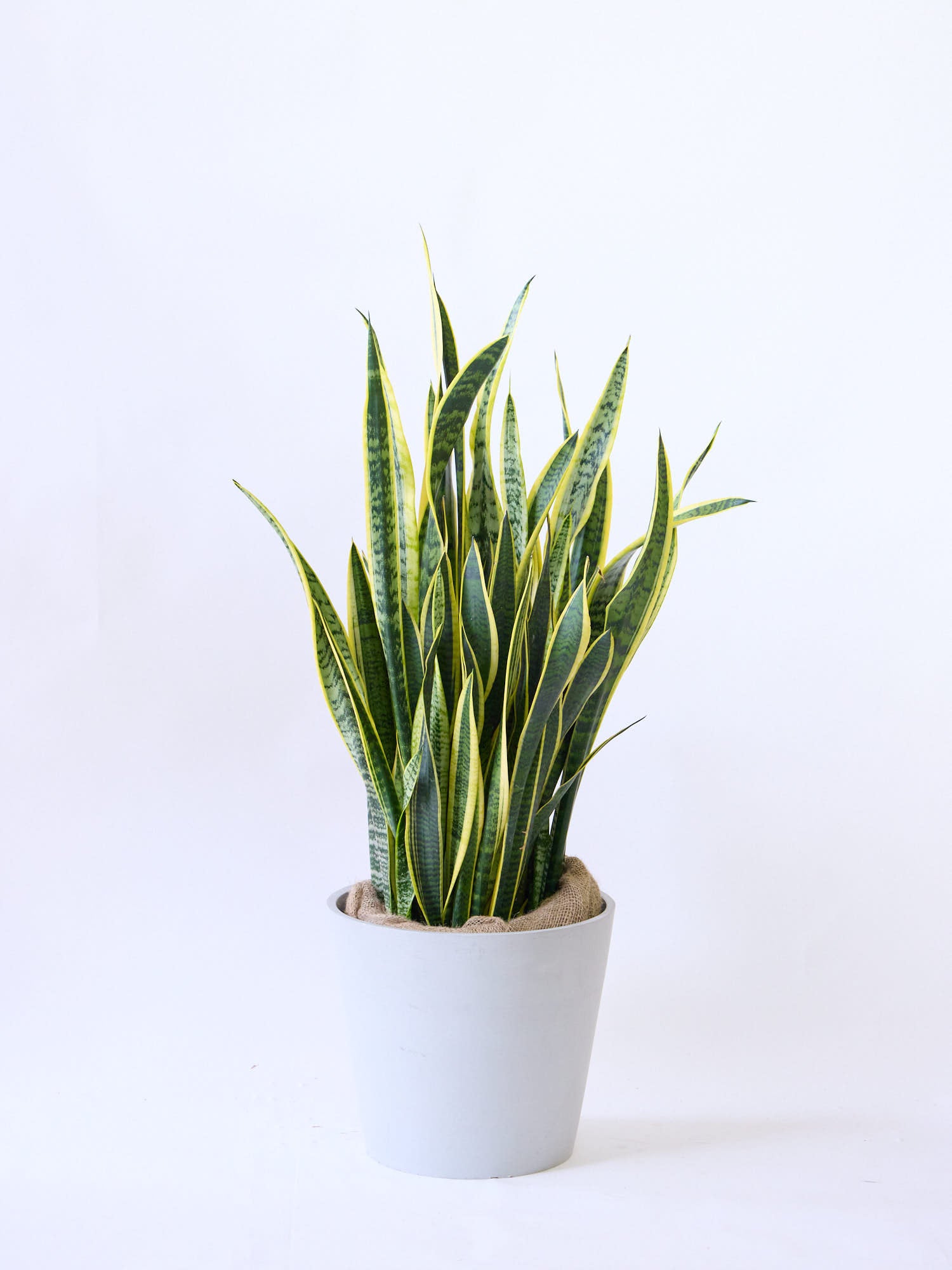 サンスベリア・ローレンチー XL | 観葉植物の通販 AND PLANTS (アンド