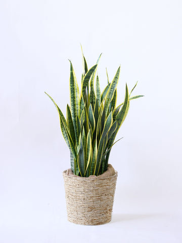 サンスベリア・ローレンチー XL  (バナナリーフバスケット ナチュラル)