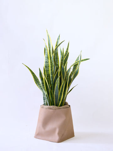 サンスベリア・ローレンチー XL  (レザーカバー ベージュ)