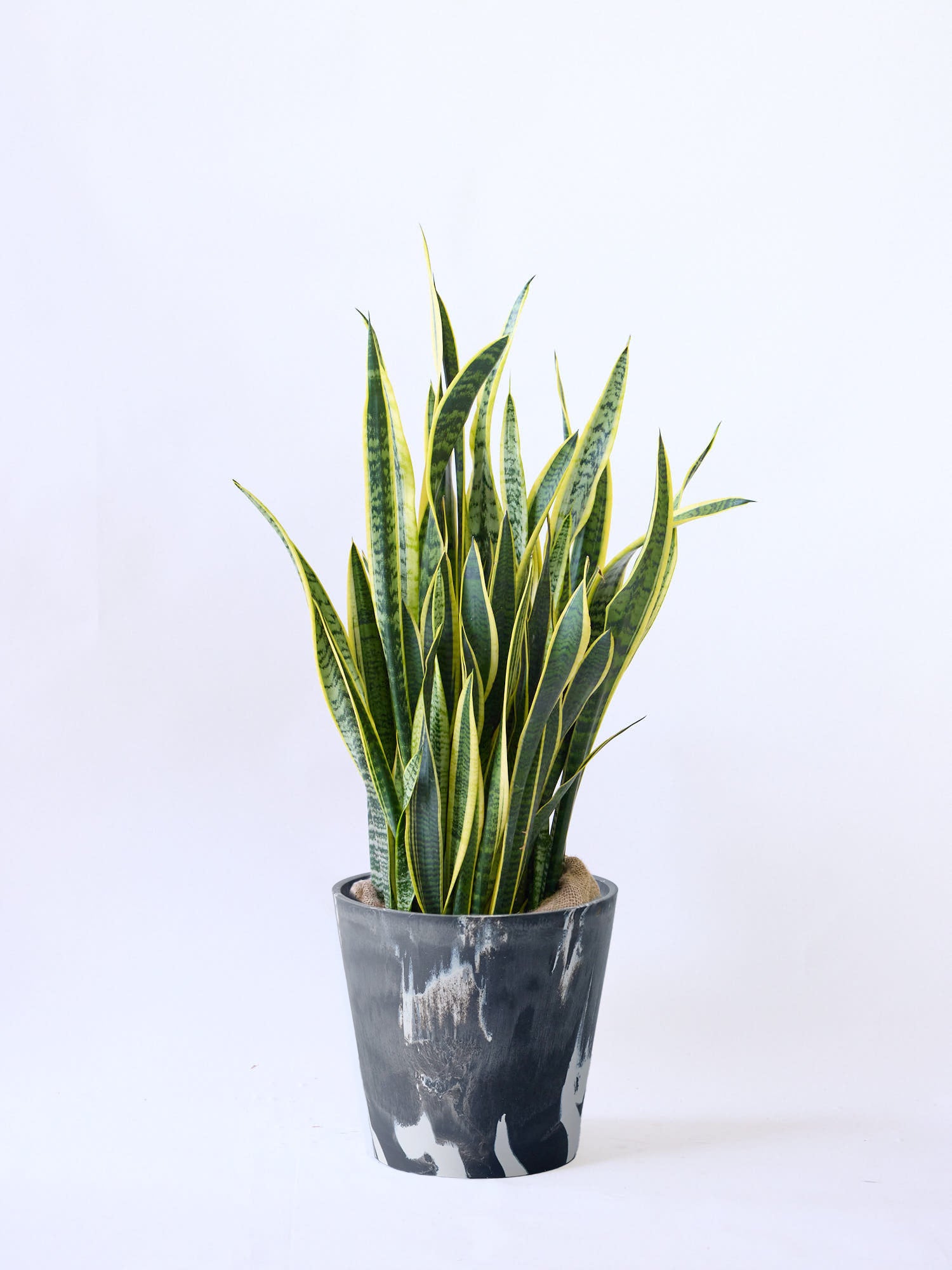 サンスベリア・ローレンチー XL  (樹脂ポット ブラックマーブル)