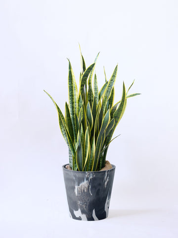 サンスベリア・ローレンチー XL  (樹脂ポット ブラックマーブル)