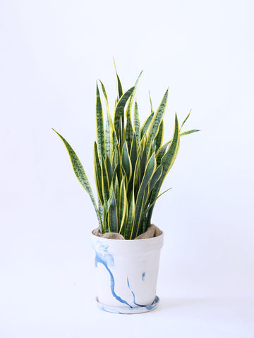 サンスベリア・ローレンチー XL  (アーバンプランツポット マーブルミルク)