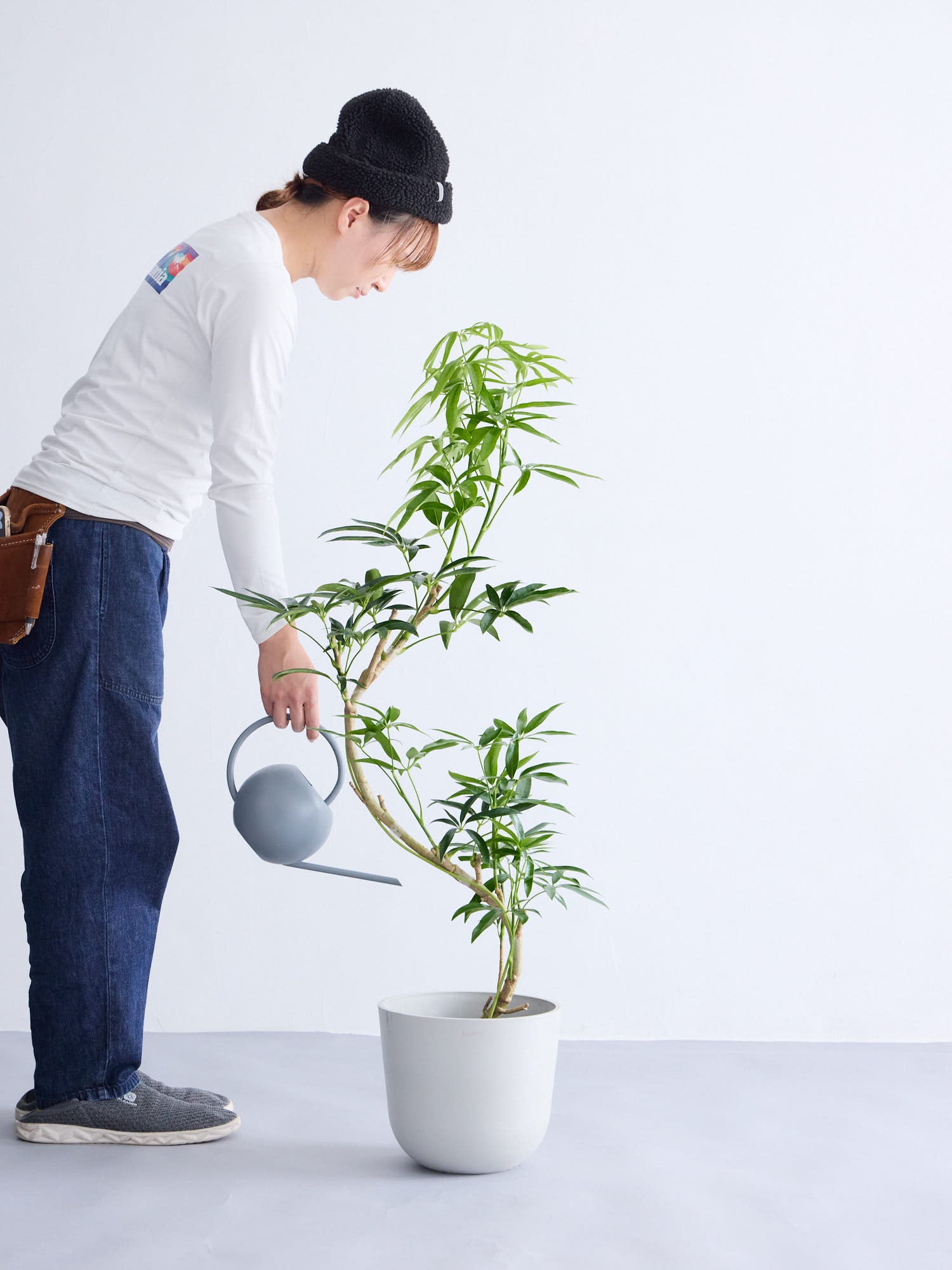 シェフレラ・アンガスティフォリア まがり M | 観葉植物の通販 AND