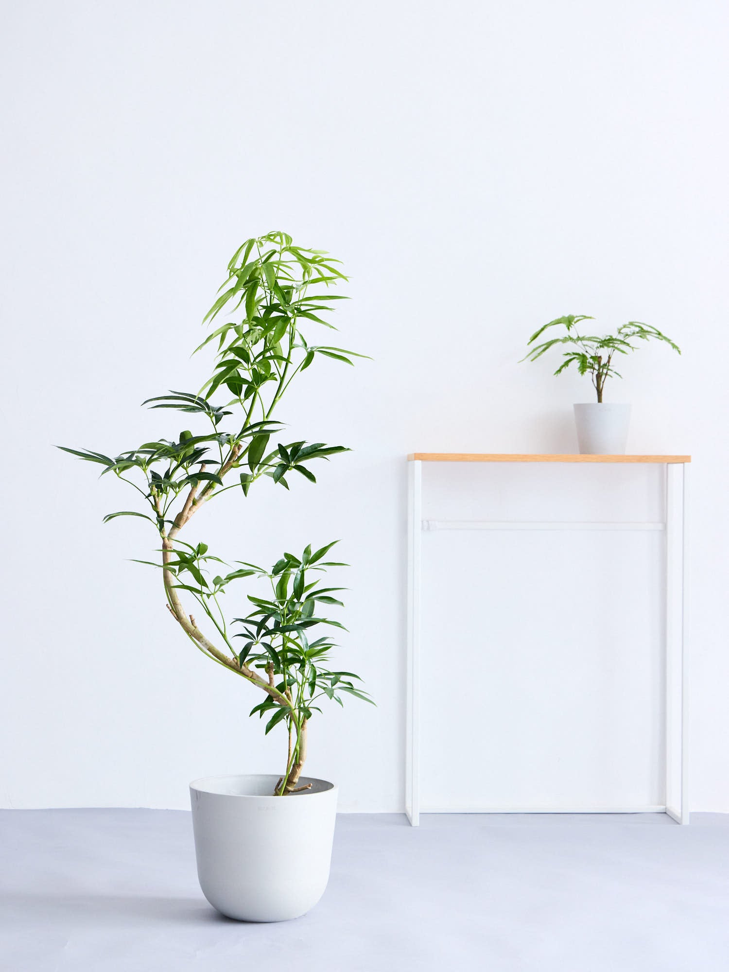 シェフレラ・アンガスティフォリア まがり M | 観葉植物の通販 AND